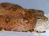 red hypo