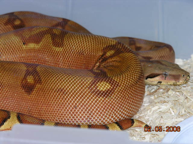 red hypo