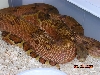 red hypo