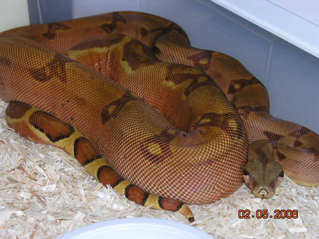 red hypo