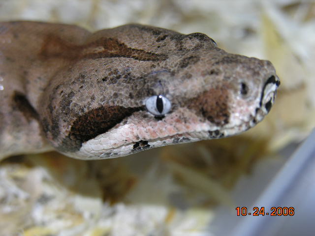 ee1
