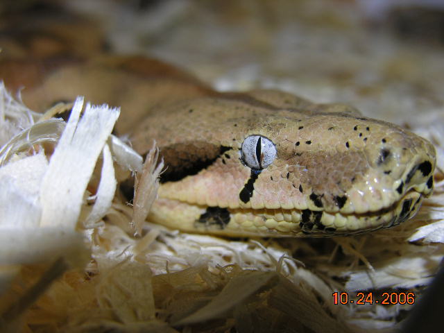 ee2