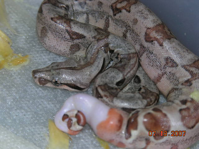 hypopied