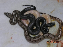 3 snake litter