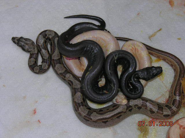 3 snake litter