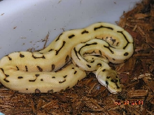 splygyr