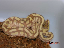 enchi