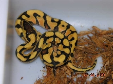 enchi
