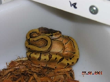 enchi