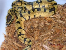enchi