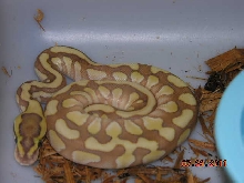 enchi