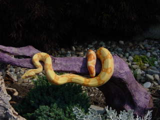 Sun Glow Male
