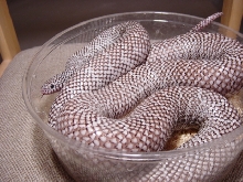 axanthic brooksi