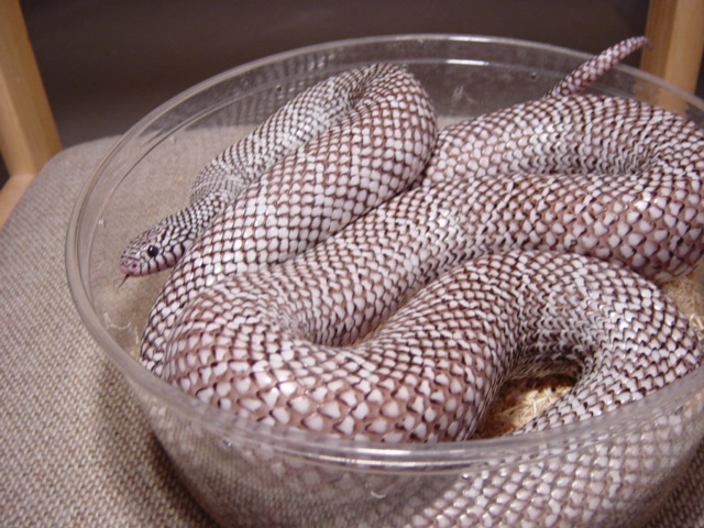 axanthic brooksi