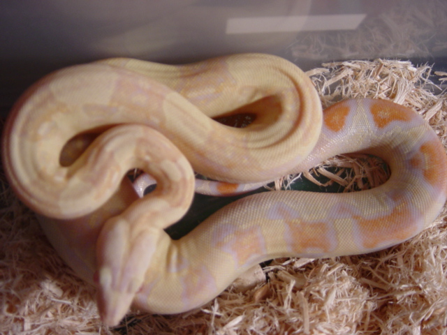 Lavender Albino Boa