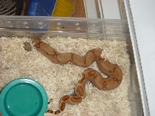 Orangasm Hypo