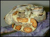 "MARBLE BOA"