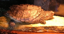 Snapper Baskin