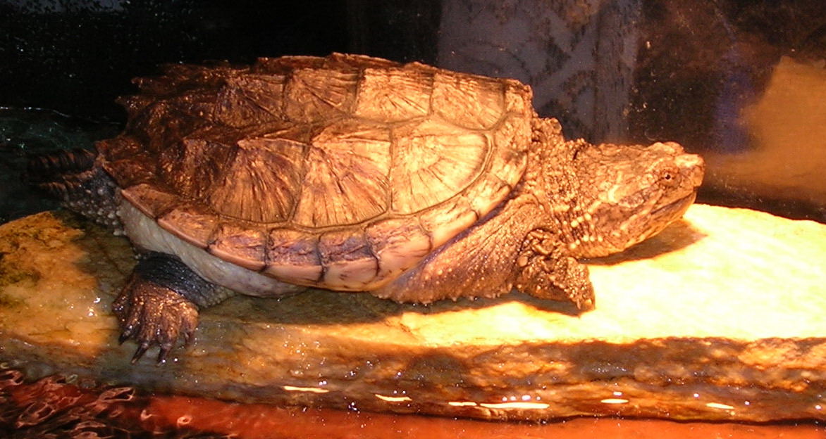 Snapper Baskin