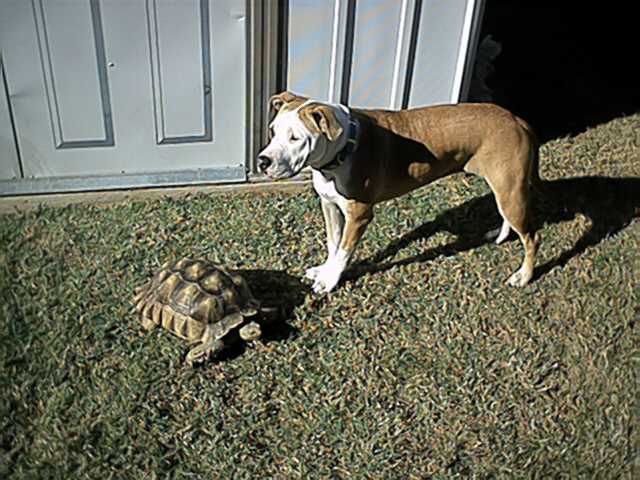 Jazz and Dewey