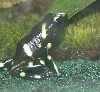 Dart_Black&green