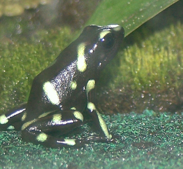 Dart_Black&green