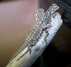 Lizard_Bearded_Dragon