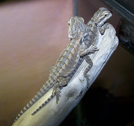 Lizard_Bearded_Dragon
