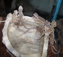 Lizard_Bearded_Dragons