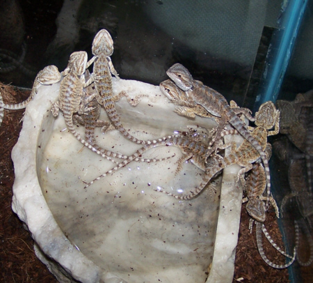 Lizard_Bearded_Dragons