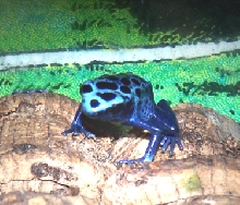 Dart_Azureus
