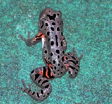 Frog_red leg