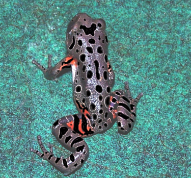 Frog_red leg