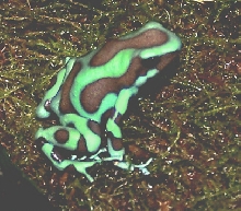 Dart_Green&black