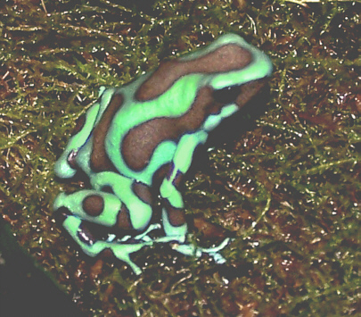 Dart_Green&black