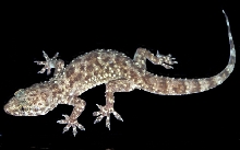 Gecko_house