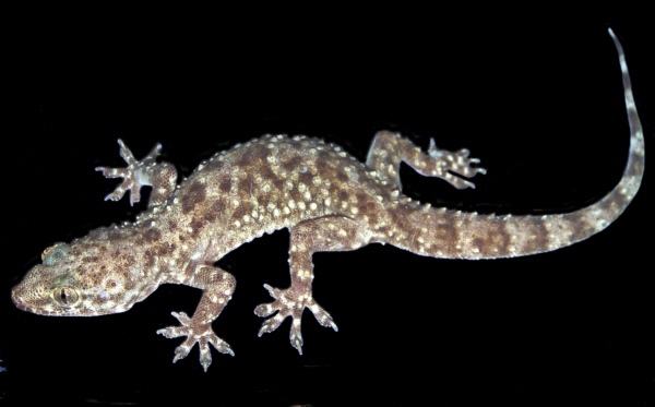 Gecko_house