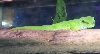 Gecko_Day_Giant