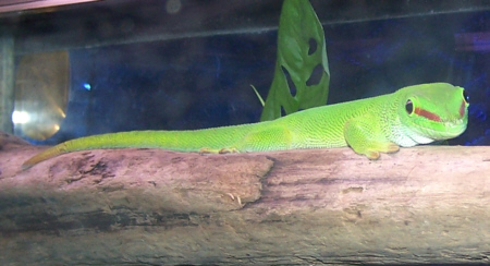 Gecko_Day_Giant