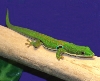 Gecko_Day_Peacock