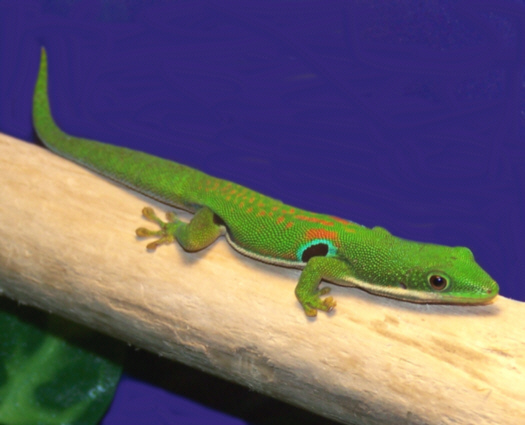 Gecko_Day_Peacock
