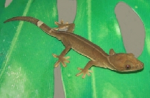 Gecko_Whiteline