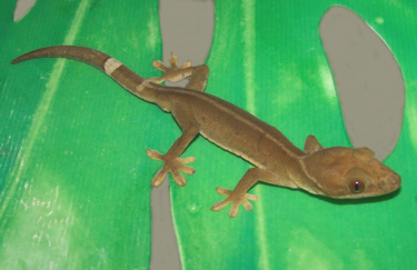 Gecko_Whiteline