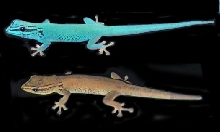 Gecko_dwarf blue