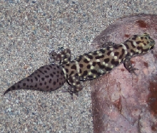 Gecko_Tiger