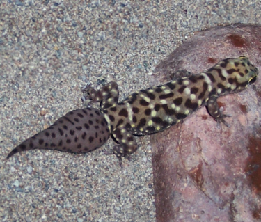 Gecko_Tiger