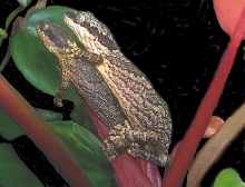 Gecko_velvet