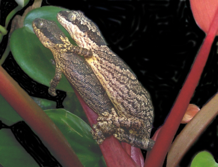 Gecko_velvet