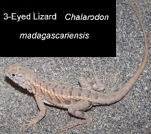 Lizard_3-Eyed