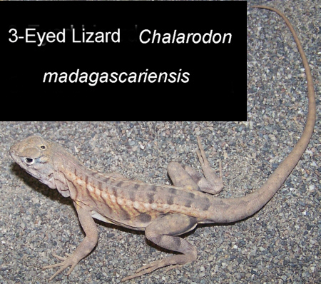 Lizard_3-Eyed